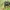 Kauburiuotasis kryžiuotis - Araneus angulatus | Fotografijos autorius : Gintautas Steiblys | © Macrogamta.lt | Šis tinklapis priklauso bendruomenei kuri domisi makro fotografija ir fotografuoja gyvąjį makro pasaulį.