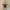 Kauburiuotasis kryžiuotis - Araneus angulatus | Fotografijos autorius : Gintautas Steiblys | © Macrogamta.lt | Šis tinklapis priklauso bendruomenei kuri domisi makro fotografija ir fotografuoja gyvąjį makro pasaulį.