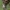 Gūbriuotasis kryžiuotis - Araneus angulatus | Fotografijos autorius : Žilvinas Pūtys | © Macrogamta.lt | Šis tinklapis priklauso bendruomenei kuri domisi makro fotografija ir fotografuoja gyvąjį makro pasaulį.