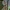 Kekinė puošna - Barringtonia racemosa | Fotografijos autorius : Nomeda Vėlavičienė | © Macrogamta.lt | Šis tinklapis priklauso bendruomenei kuri domisi makro fotografija ir fotografuoja gyvąjį makro pasaulį.