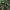 Kekinė puošna - Barringtonia racemosa | Fotografijos autorius : Nomeda Vėlavičienė | © Macrogamta.lt | Šis tinklapis priklauso bendruomenei kuri domisi makro fotografija ir fotografuoja gyvąjį makro pasaulį.
