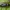 Kelmaspragšis - Ampedus erythrogonus | Fotografijos autorius : Žilvinas Pūtys | © Macrogamta.lt | Šis tinklapis priklauso bendruomenei kuri domisi makro fotografija ir fotografuoja gyvąjį makro pasaulį.