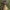 Gelsvasis kelmutis - Armillaria gallica | Fotografijos autorius : Žilvinas Pūtys | © Macrogamta.lt | Šis tinklapis priklauso bendruomenei kuri domisi makro fotografija ir fotografuoja gyvąjį makro pasaulį.