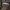 Gelsvasis kelmutis - Armillaria gallica | Fotografijos autorius : Žilvinas Pūtys | © Macrogamta.lt | Šis tinklapis priklauso bendruomenei kuri domisi makro fotografija ir fotografuoja gyvąjį makro pasaulį.