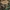 Paprastasis kelmutis - Armillaria mellea | Fotografijos autorius : Gintautas Steiblys | © Macrogamta.lt | Šis tinklapis priklauso bendruomenei kuri domisi makro fotografija ir fotografuoja gyvąjį makro pasaulį.