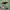 Paprastasis kelmutis - Armillaria mellea | Fotografijos autorius : Gintautas Steiblys | © Macrogamta.lt | Šis tinklapis priklauso bendruomenei kuri domisi makro fotografija ir fotografuoja gyvąjį makro pasaulį.