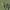 Keršasparnis verpikas - Endromis versicolora ♂ | Fotografijos autorius : Gintautas Steiblys | © Macronature.eu | Macro photography web site