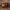 Kerpvabalis - Leiodes ciliaris | Fotografijos autorius : Žilvinas Pūtys | © Macrogamta.lt | Šis tinklapis priklauso bendruomenei kuri domisi makro fotografija ir fotografuoja gyvąjį makro pasaulį.