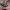 Keturdėmis žvilgvabalis - Ipidia binotata | Fotografijos autorius : Gintautas Steiblys | © Macrogamta.lt | Šis tinklapis priklauso bendruomenei kuri domisi makro fotografija ir fotografuoja gyvąjį makro pasaulį.