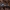 Keturdėmis žvilgvabalis - Ipidia binotata | Fotografijos autorius : Žilvinas Pūtys | © Macrogamta.lt | Šis tinklapis priklauso bendruomenei kuri domisi makro fotografija ir fotografuoja gyvąjį makro pasaulį.