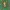 Keturdėmis kryžiuotis - Araneus quadratus ♂ | Fotografijos autorius : Gintautas Steiblys | © Macrogamta.lt | Šis tinklapis priklauso bendruomenei kuri domisi makro fotografija ir fotografuoja gyvąjį makro pasaulį.
