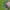 Keturdėmis kryžiuotis - Araneus quadratus | Fotografijos autorius : Gintautas Steiblys | © Macrogamta.lt | Šis tinklapis priklauso bendruomenei kuri domisi makro fotografija ir fotografuoja gyvąjį makro pasaulį.