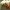 Keturiolikadėmė boružė - Calvia quatuordecimguttata | Fotografijos autorius : Gintautas Steiblys | © Macrogamta.lt | Šis tinklapis priklauso bendruomenei kuri domisi makro fotografija ir fotografuoja gyvąjį makro pasaulį.