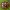 Keturiolikadėmė boružė - Calvia quatuordecimguttata | Fotografijos autorius : Žilvinas Pūtys | © Macrogamta.lt | Šis tinklapis priklauso bendruomenei kuri domisi makro fotografija ir fotografuoja gyvąjį makro pasaulį.