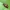 Keturiolikadėmė boružė - calvia quatuordecimguttata | Fotografijos autorius : Vidas Brazauskas | © Macrogamta.lt | Šis tinklapis priklauso bendruomenei kuri domisi makro fotografija ir fotografuoja gyvąjį makro pasaulį.
