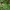 Keturlapė vilkauogė – Paris quadrifolia | Fotografijos autorius : Vidas Brazauskas | © Macrogamta.lt | Šis tinklapis priklauso bendruomenei kuri domisi makro fotografija ir fotografuoja gyvąjį makro pasaulį.