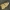 Keturtaškė kerpytė - Lithosia quadra | Fotografijos autorius : Kazimieras Martinaitis | © Macrogamta.lt | Šis tinklapis priklauso bendruomenei kuri domisi makro fotografija ir fotografuoja gyvąjį makro pasaulį.