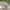 Keturtaškė skėtė - Libellula quadrimaculata  | Fotografijos autorius : Vidas Brazauskas | © Macrogamta.lt | Šis tinklapis priklauso bendruomenei kuri domisi makro fotografija ir fotografuoja gyvąjį makro pasaulį.
