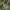 Keturtaškė skėtė - Libellula quadrimaculata | Fotografijos autorius : Vidas Brazauskas | © Macrogamta.lt | Šis tinklapis priklauso bendruomenei kuri domisi makro fotografija ir fotografuoja gyvąjį makro pasaulį.