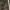 Keturtaškė skėtė - Libellula quadrimaculata | Fotografijos autorius : Vytautas Gluoksnis | © Macrogamta.lt | Šis tinklapis priklauso bendruomenei kuri domisi makro fotografija ir fotografuoja gyvąjį makro pasaulį.