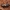 Keturtaškis žvilgvabalis - Glischrochilus quadripunctatus | Fotografijos autorius : Žilvinas Pūtys | © Macrogamta.lt | Šis tinklapis priklauso bendruomenei kuri domisi makro fotografija ir fotografuoja gyvąjį makro pasaulį.