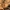 Kiauraviduris pirštūnis - Macrotyphula fistulosa | Fotografijos autorius : Ramunė Vakarė | © Macrogamta.lt | Šis tinklapis priklauso bendruomenei kuri domisi makro fotografija ir fotografuoja gyvąjį makro pasaulį.