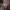 Kiauraviduris pirštūnis - Macrotyphula fistulosa | Fotografijos autorius : Žilvinas Pūtys | © Macrogamta.lt | Šis tinklapis priklauso bendruomenei kuri domisi makro fotografija ir fotografuoja gyvąjį makro pasaulį.