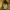 Gumbavapsvės - Diplolepis rosae galas | Fotografijos autorius : Gintautas Steiblys | © Macrogamta.lt | Šis tinklapis priklauso bendruomenei kuri domisi makro fotografija ir fotografuoja gyvąjį makro pasaulį.