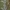 Kietinė kukulija - Cucullia artemisiae, vikšras | Fotografijos autorius : Žilvinas Pūtys | © Macrogamta.lt | Šis tinklapis priklauso bendruomenei kuri domisi makro fotografija ir fotografuoja gyvąjį makro pasaulį.