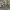 Kietinė kukulija - Cucullia artemisiae, vikšras | Fotografijos autorius : Žilvinas Pūtys | © Macrogamta.lt | Šis tinklapis priklauso bendruomenei kuri domisi makro fotografija ir fotografuoja gyvąjį makro pasaulį.