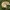 Kilnioji musmirė - Amanita regalis | Fotografijos autorius : Vytautas Gluoksnis | © Macrogamta.lt | Šis tinklapis priklauso bendruomenei kuri domisi makro fotografija ir fotografuoja gyvąjį makro pasaulį.