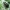 Kilnusis auksavabalis - Gnorimus nobilis | Fotografijos autorius : Vitalii Alekseev | © Macrogamta.lt | Šis tinklapis priklauso bendruomenei kuri domisi makro fotografija ir fotografuoja gyvąjį makro pasaulį.