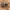 Klajoklinis blaustūnas - Pseudeuophrys erratica ♀ | Fotografijos autorius : Žilvinas Pūtys | © Macrogamta.lt | Šis tinklapis priklauso bendruomenei kuri domisi makro fotografija ir fotografuoja gyvąjį makro pasaulį.