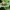 Kolorado vabalas – Leptinotarsa decemlineata | Fotografijos autorius : Vidas Brazauskas | © Macrogamta.lt | Šis tinklapis priklauso bendruomenei kuri domisi makro fotografija ir fotografuoja gyvąjį makro pasaulį.