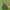Kolorado vabalas - Leptinotarsa decemlineata | Fotografijos autorius : Vidas Brazauskas | © Macrogamta.lt | Šis tinklapis priklauso bendruomenei kuri domisi makro fotografija ir fotografuoja gyvąjį makro pasaulį.