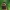 Kongo bronzinukas - Pachnoda marginata peregrina | Fotografijos autorius : Gintautas Steiblys | © Macrogamta.lt | Šis tinklapis priklauso bendruomenei kuri domisi makro fotografija ir fotografuoja gyvąjį makro pasaulį.