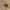 Kopūstinis stiebinis paslėptastraublis - Ceutorhynchus pallidactylus | Fotografijos autorius : Romas Ferenca | © Macrogamta.lt | Šis tinklapis priklauso bendruomenei kuri domisi makro fotografija ir fotografuoja gyvąjį makro pasaulį.