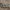 Kopinis tarkšlys - Sphingonotus caerulans ♀ | Fotografijos autorius : Žilvinas Pūtys | © Macrogamta.lt | Šis tinklapis priklauso bendruomenei kuri domisi makro fotografija ir fotografuoja gyvąjį makro pasaulį.