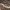 Dviporiakojis šimtakojis - Pachyiulus cattarensis | Fotografijos autorius : Gintautas Steiblys | © Macrogamta.lt | Šis tinklapis priklauso bendruomenei kuri domisi makro fotografija ir fotografuoja gyvąjį makro pasaulį.