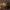 Krūminė skydblakė - Elasmostethus interstinctus ♂ | Fotografijos autorius : Žilvinas Pūtys | © Macrogamta.lt | Šis tinklapis priklauso bendruomenei kuri domisi makro fotografija ir fotografuoja gyvąjį makro pasaulį.