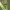 Krūminė skydblakė - Elasmostethus interstinctus | Fotografijos autorius : Gintautas Steiblys | © Macrogamta.lt | Šis tinklapis priklauso bendruomenei kuri domisi makro fotografija ir fotografuoja gyvąjį makro pasaulį.
