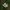 Krūmokšninė žliūgė - Rabelera holostea | Fotografijos autorius : Gintautas Steiblys | © Macrogamta.lt | Šis tinklapis priklauso bendruomenei kuri domisi makro fotografija ir fotografuoja gyvąjį makro pasaulį.