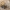 Viduržeminis krabas atsiskyrėlis - Clibanarius erythropus | Fotografijos autorius : Gintautas Steiblys | © Macrogamta.lt | Šis tinklapis priklauso bendruomenei kuri domisi makro fotografija ir fotografuoja gyvąjį makro pasaulį.