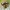Krabvoris - Synema globosum ♀ | Fotografijos autorius : Žilvinas Pūtys | © Macrogamta.lt | Šis tinklapis priklauso bendruomenei kuri domisi makro fotografija ir fotografuoja gyvąjį makro pasaulį.