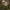 Žiedinė cidarija - Epirrhoe tristata | Fotografijos autorius : Gintautas Steiblys | © Macrogamta.lt | Šis tinklapis priklauso bendruomenei kuri domisi makro fotografija ir fotografuoja gyvąjį makro pasaulį.