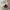 Kryžiuotasis pelėsiavabalis - Mycetina cruciata | Fotografijos autorius : Ramunė Vakarė | © Macrogamta.lt | Šis tinklapis priklauso bendruomenei kuri domisi makro fotografija ir fotografuoja gyvąjį makro pasaulį.