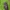 Kryžiuotasis rugiaspragšis - Selatosomus cruciatus | Fotografijos autorius : Gintautas Steiblys | © Macrogamta.lt | Šis tinklapis priklauso bendruomenei kuri domisi makro fotografija ir fotografuoja gyvąjį makro pasaulį.