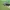 Krypūnėliškasis juodvabalis - Crypticus quisquilius | Fotografijos autorius : Gintautas Steiblys | © Macrogamta.lt | Šis tinklapis priklauso bendruomenei kuri domisi makro fotografija ir fotografuoja gyvąjį makro pasaulį.