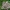 Kuokštinė grifolė - Grifola frondosa | Fotografijos autorius : Deividas Makavičius | © Macrogamta.lt | Šis tinklapis priklauso bendruomenei kuri domisi makro fotografija ir fotografuoja gyvąjį makro pasaulį.