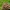 Kuokštinė grifolė - Grifola frondosa | Fotografijos autorius : Deividas Makavičius | © Macrogamta.lt | Šis tinklapis priklauso bendruomenei kuri domisi makro fotografija ir fotografuoja gyvąjį makro pasaulį.